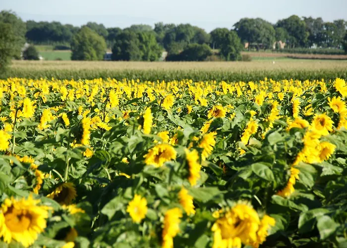 Feriehus Vakantiehuisjes Op De Horst Groesbeek