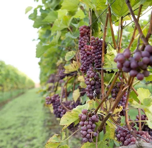 Vakantiehuisjes Op De Horst